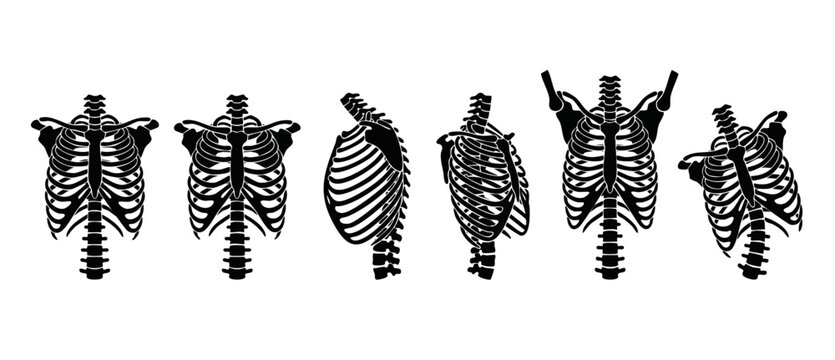 Human Rib Cage Anatomy Set, Skeleton Torso Bone Structure, Multiple Views of Chest Anatomy, Medical Illustration Silhouette for Orthopedic Diagnosis, Spine and Thoracic Cage Diagrams for Clinical Stud