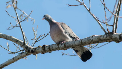 pigeon on a branch © lazalnik