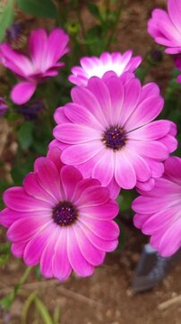Flower Vertical Video Slow Motion 4K Attractive pink African daisies or Dimorphotheca flowers