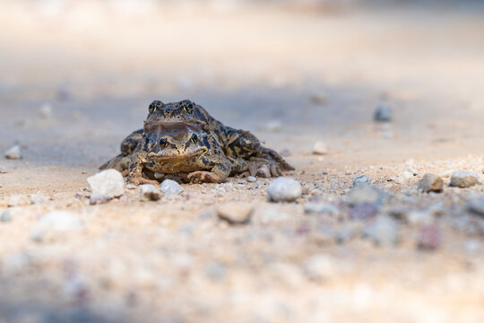 Two common frogs (Rana temporaria) in amplexus on forest road in Latvia during spring breeding season. Natural amphibian mating behavior in wild habitat.