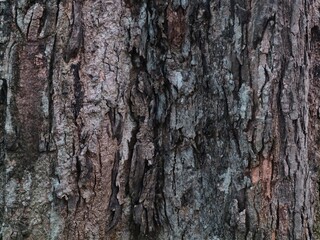 Fototapeta premium Rough texture of old tree bark with natural cracks and lichen, ideal for background textures, 3D mapping, or nature-themed designs