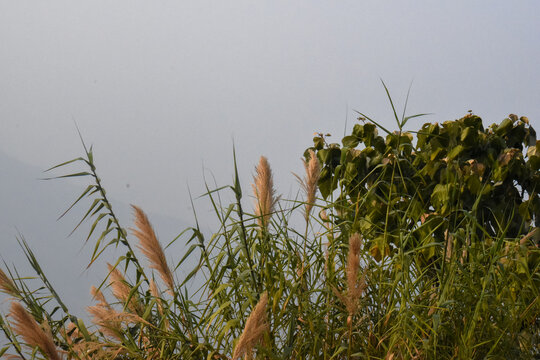 Panoramic view of Sittong, Darjeeling, West Bengal, India. Panoramic view of blue mountains peaks ridge.