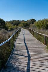 Obraz premium A winding wooden boardwalk with railings leads through lush green coastal shrubland and tall grasses under a clear blue sky.