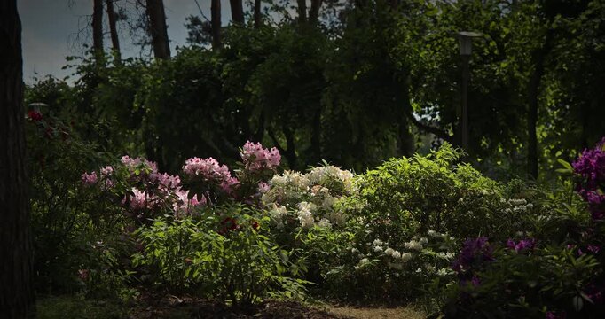 Lush Blooming Flowers in a Delightful Garden Fantasy