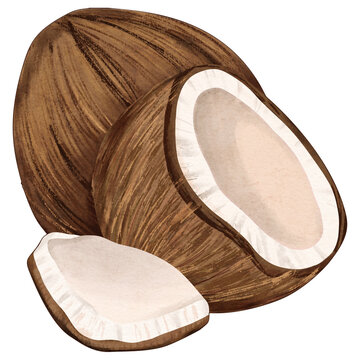 Whole and Halved Coconut Illustration