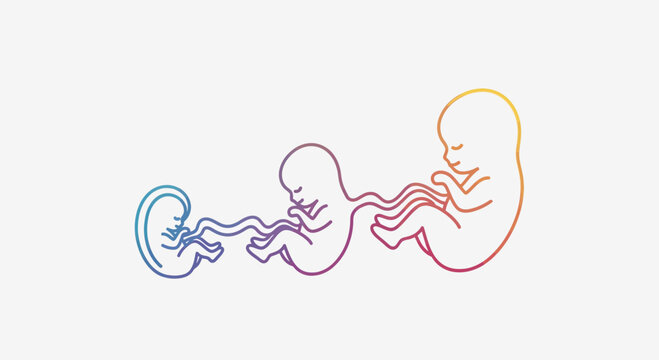 Stages of Fetal Development: Three Fetuses in Womb, Growth Progression, Rainbow Colors