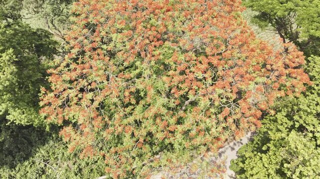 Aerial view of a red flamboyant tree in full bloom.
