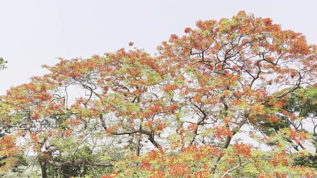 Drone footage of the gulmohor tree.