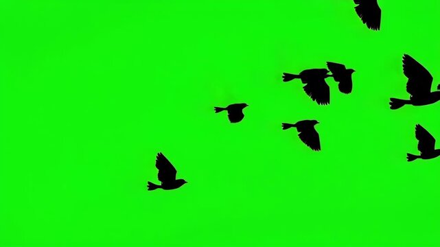 A flock of black birds flying bottom left to up right quickly, a group of pigeons or ravens silhouette chroma key green screen. Silhouettes of Migrating Birds in motion in the sky. Crows or Swallows.