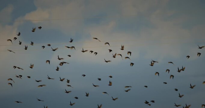 slow motion Amazing dance of thousand of starlings in the sky. Large flock of birds swarming together at sunset. Beautiful wildlife patterns in the air.