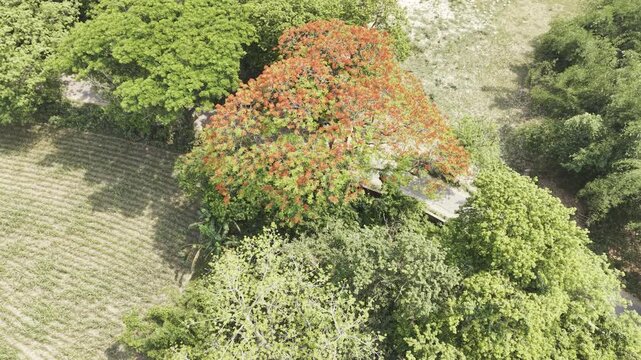 Aerial view of a red flamboyant tree in full bloom in Bangladesh.
