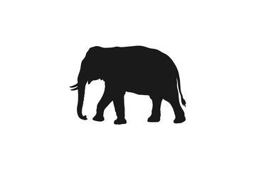 Fototapeta premium Large African Elephant Walking Side View Profile
