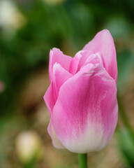 Obraz premium Pink tulip blooming in soft spring light with selective focus and delicate petals. Floral background with natural color and gentle blurred garden texture.