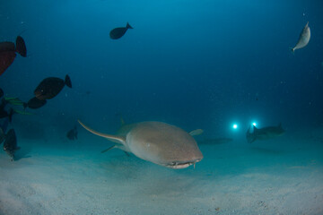 Fototapeta premium Shark swimming near divers in clear water at a coral reef during a sunny day