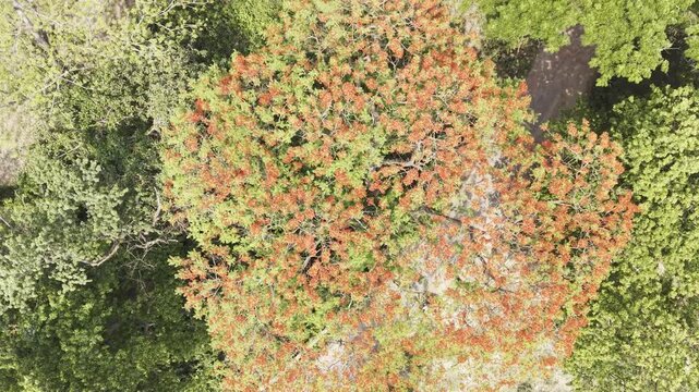 Wide aerial view of a majestic&nbsp;Gulmohar tree.