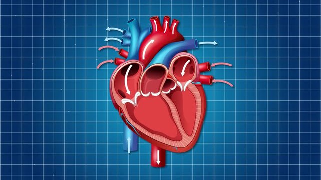 Human heart anatomy animation showing blood flow through chambers and valves on blue grid background.