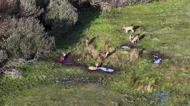 Red deer stags and hinds wallowing in the mud during the rut in County Donegal, Ireland