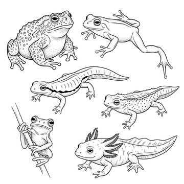 Black and white illustration frogs.