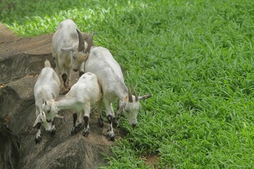 Fototapeta premium Pygmy goats can be seen roaming the grass during the day