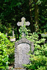sehr alter Grabstein überwuchert mit Efeu auf einem Friedhof in Köln © Blende8