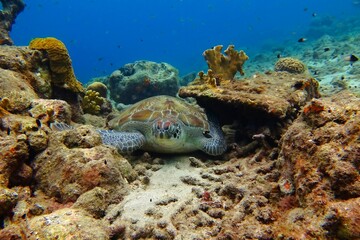 Cute sea turtle (Chelonia mydas) on the ocean seabed, sitting in the coral reef. Turtle and corals. Underwater photo from scuba diving with sea turtles. Marine life in the sea, fish, corals and turtle © blue-sea.cz