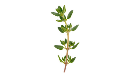 Fresh green thyme herb sprig with tiny leaves, isolated on transparent background © Corotaev