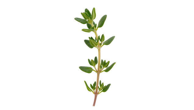 Fresh green thyme herb sprig with tiny leaves, isolated on transparent background