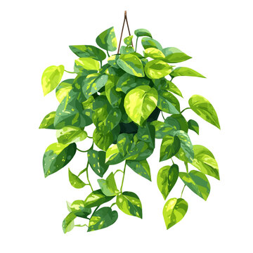 Jade Pothos, 2D flat vector illustration in icon style, isolated on a white background