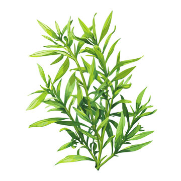 Tarragon, 2D flat vector illustration in icon style, isolated on a white background