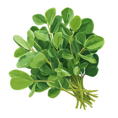 Fototapeta premium Fenugreek, rendered in a minimalist 2D flat vector icon style against a pure white backdrop