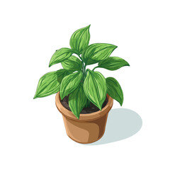 Fototapeta premium Flat-design 2D vector artwork of a Cast Iron Plant, styled as an icon and isolated against white background