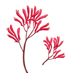 Kangaroo Paw, presented as a modern flat 2D vector icon graphic on a white background © Alex