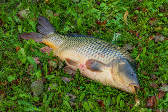 Common carp (Cyprinus carpio) lying on green grass after catch, Latvia. Freshwater fish with golden scales, fishing concept, outdoor nature scene.