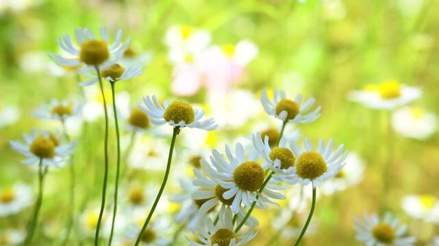 Chamomile flowers macro closeup in garden, white petals and yellow centers in sunlight, delicate herbal plants blooming, fresh natural spring background.