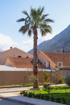 Fan palm tree, Washingtonia filifera. Prcanj town, Montenegro