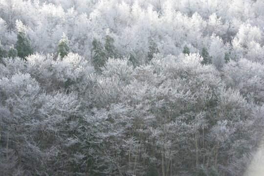 冬の長野県須坂市、四阿山麓で白銀の霧氷に覆われたカラマツの森の絶景