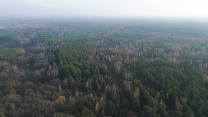 Fototapeta premium Autumn treetops in warm seasonal colors