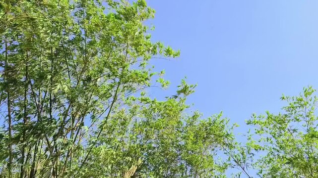 Windy green leaves on trees top in the spring forest.