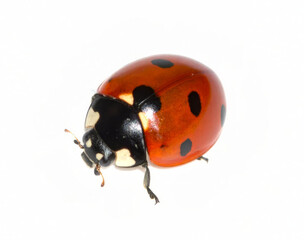 Fototapeta premium Ladybug isolated on white background, close-up macro view of red spotted beetle with glossy shell and black legs