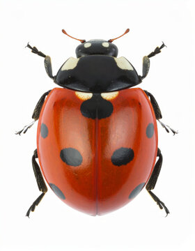 Ladybug isolated on white background, close-up macro view of red spotted beetle with glossy shell and black legs