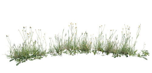 Fototapeta premium Wild grass and flowers isolated on transparent background