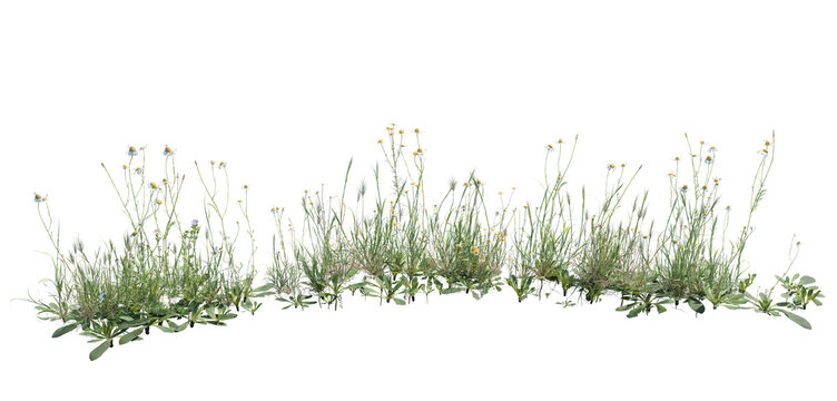 Wild grass and flowers isolated on transparent background