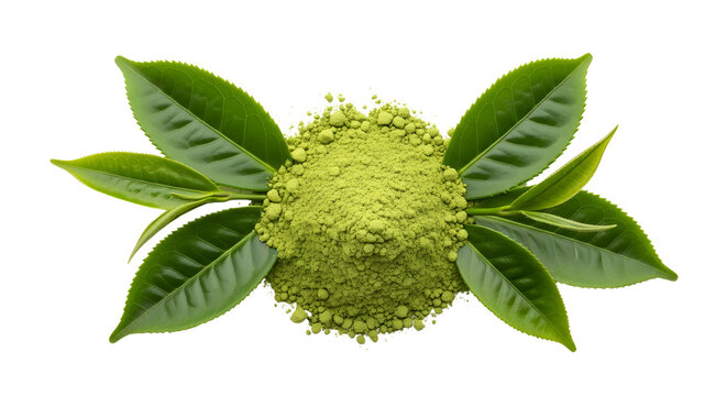 green matcha tea powder with fresh leaves natural organic superfood energy boost