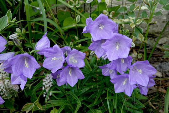 Campanules violettes en floraison