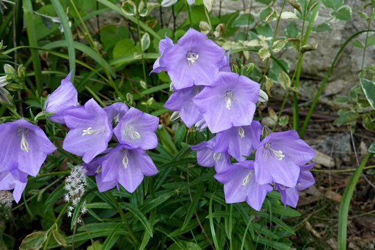 Campanules violettes en floraison