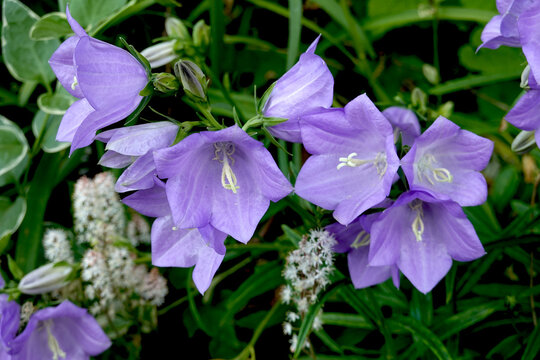 Campanules violettes en floraison
