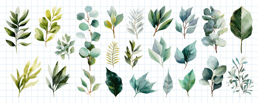 Watercolor botanical greenery collection with eucalyptus, leaves, herbs, branches and natural foliage elements on white. Vector illustration.