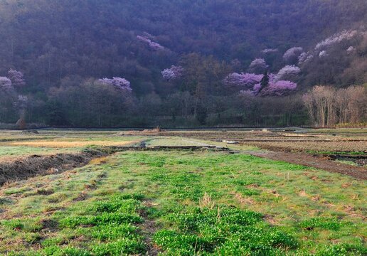 長野県須坂市の早朝、山桜が咲く春の山肌と緑の畑が広がるのどかな里山風景
