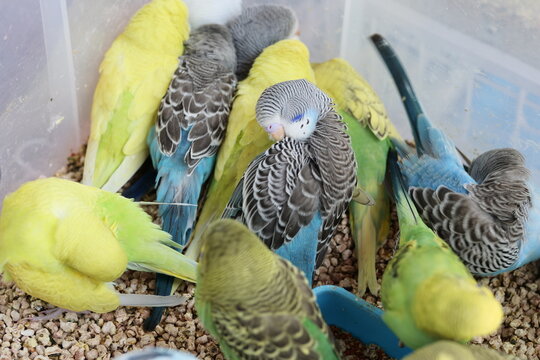 A group of colorful budgerigars feeding from a red bowl inside a pet enclosure.