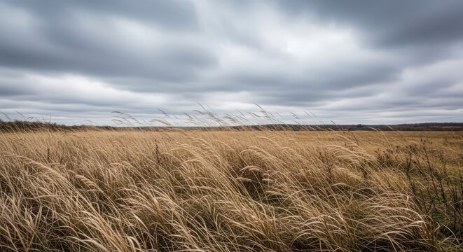 Golden dry grass swaying in the autumn wind under a cloudy sky